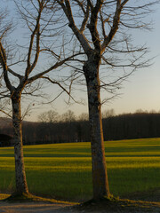 Obraz premium beautiful view of the countryside around siena in tuscany