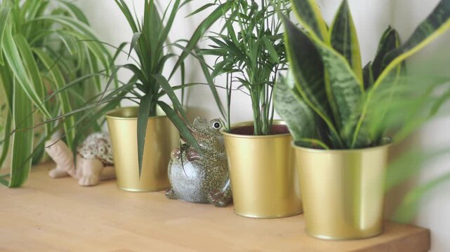 Indoor houseplant collection in golden pots sitting on wooden shelf in bright living room.