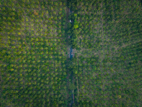 Aerial view of a lush coconut plantation with a narrow road cutting through the dense green canopy in Melaya, Bali, Indonesia.