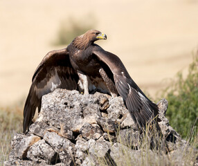A golden eagle chick protecting its food © paola