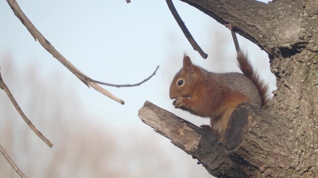 Red squirrel sits on tree branch and nibbles on hazelnut during sunny day in forest garden.