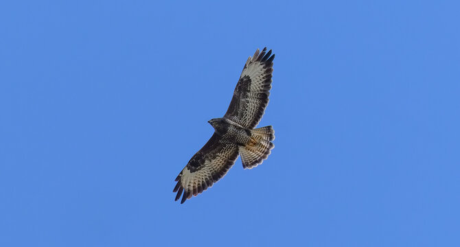 The bird of prey is out hunting on a sunny day with a blue sky behind him
