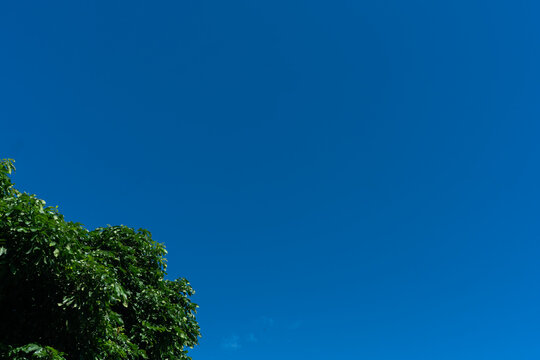 Green Tree Canopy Against Clear Blue Sky