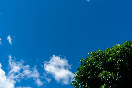 Lush Green Tree Canopy Against a Vibrant Blue Sky