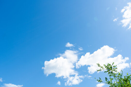 Bright Blue Sky with Fluffy White Clouds and Tree Branches