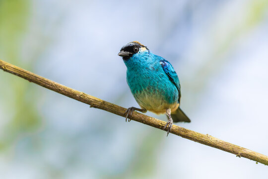 Golden-naped Tanager (Tangara ruficervix) perched on a branch against a blurred natural background in the cloud forest of Ecuador.