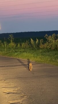 On the deserted paved road, a small owl stands in the headlight beams, casting a long, dark shadow on the gray asphalt.