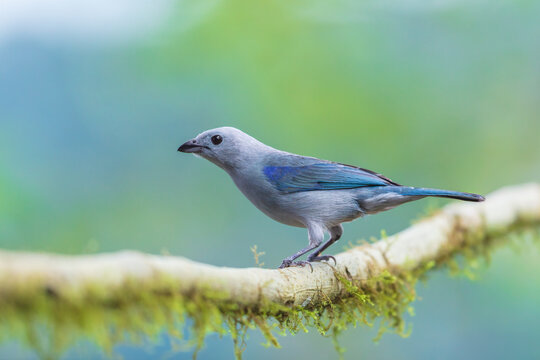 Blue-grey Tanager (Thraupis episcopus) perched on a mossy branch against a blurred natural background in the cloud forest of Ecuador.