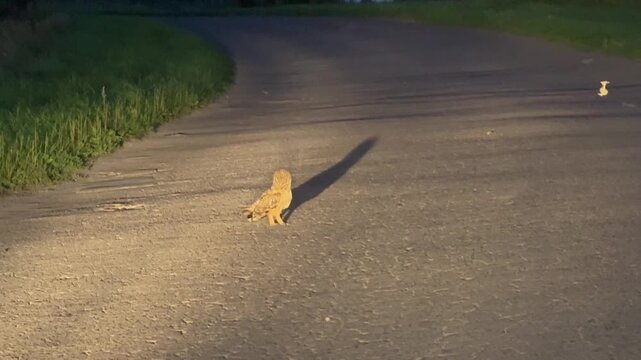 On the deserted paved road, a small owl stands in the headlight beams, casting a long, dark shadow on the gray asphalt.