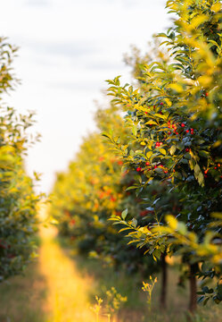 Sour cherry farm in an orchard close up