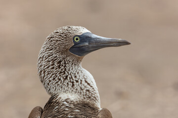 Close-up profile portrait of a Blue-footed Booby (Sula nebouxii), highlighting its detailed textured head plumage, sharp bill, and striking yellow eye, Galapagos Islands, Ecuador © Miroslav Srb