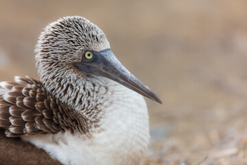 Close-up profile portrait of a Blue-footed Booby (Sula nebouxii), highlighting its detailed textured head plumage, sharp bill, and striking yellow eye, Galapagos Islands, Ecuador © Miroslav Srb