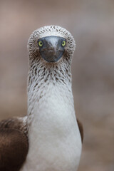 Close-up profile portrait of a Blue-footed Booby (Sula nebouxii), highlighting its detailed textured head plumage, sharp bill, and striking yellow eye, Galapagos Islands, Ecuador © Miroslav Srb