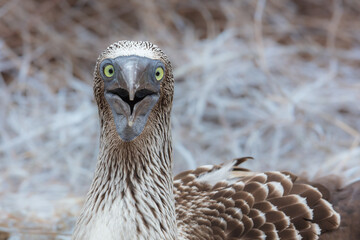 Close-up profile portrait of a Blue-footed Booby (Sula nebouxii), highlighting its detailed textured head plumage, sharp bill, and striking yellow eye, Galapagos Islands, Ecuador © Miroslav Srb