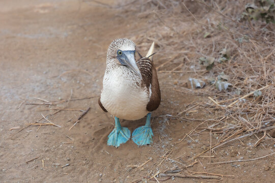 Close-up portrait of a Blue-footed Booby (Sula nebouxii) standing on the ground, showcasing its iconic bright blue feet and detailed textured plumage, Galapagos Islands, Ecuador.