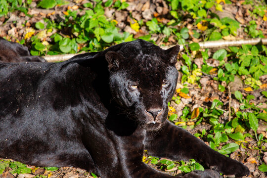 A black panther lies on the green grass on a bright sunny day. Wildlife, mammals, predators.