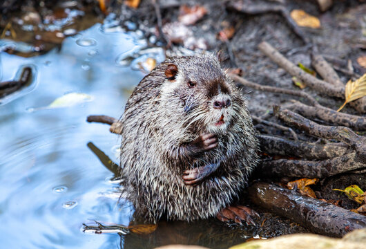 Nutria sits on the shore of a pond on a bright sunny day. Wildlife, mammals, predators.
