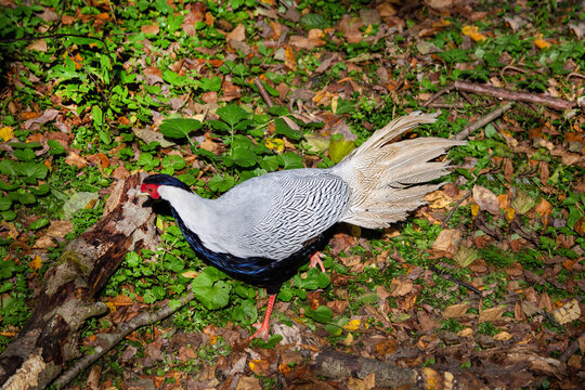 A silver pheasant stands on the ground in the forest on a bright sunny day. Animals, birds, or-nithology, ecology.