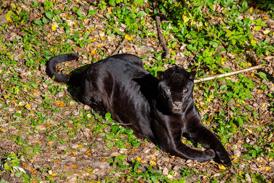 A black panther lies on the green grass on a bright sunny day. Wildlife, mammals, predators.