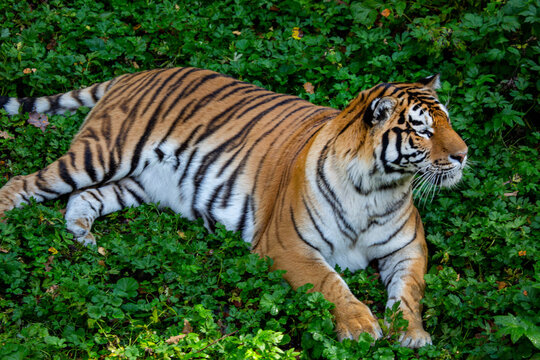 A tiger lies on the green grass on a bright sunny day. Wildlife, mammals, predators.