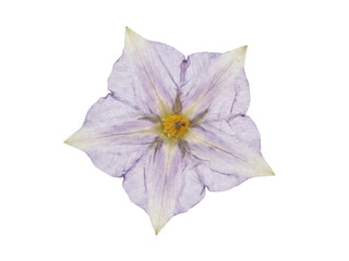 Obraz premium Isolated Pressed Potato Flower with Lavender White Star Shaped Petals.