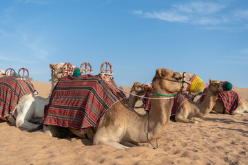 Fototapeta premium Herd of camels in Abu Dhabi desert, UAE. Traditional desert scene, wildlife, travel, Middle East landscape.