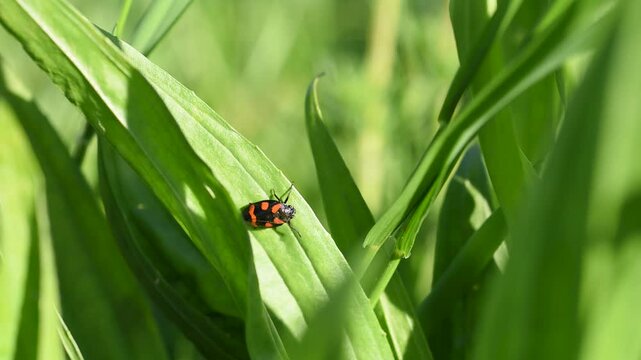 Black and red froghopper insect on grass blade close up, sitting on plant and move sideway later