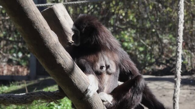 White handed gibbon sitting on wooden pole looking around in zoo enclosure