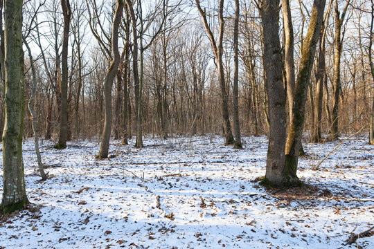 Sunlight illuminates a winter forest with tall deciduous trees and snow-covered ground scattered with dry leaves. Soft natural light breaks through the tree canopy, creating an atmosphere of calm, sil