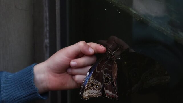 Person touching blue morpho butterfly revealing iridescent blue wings on glass