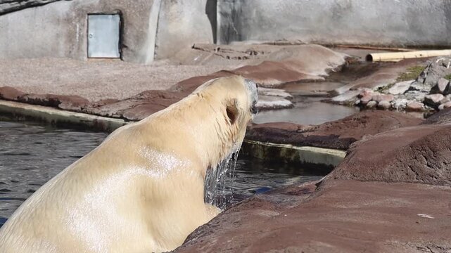 Polar bear emerging from pool and shaking off water in zoo enclosure