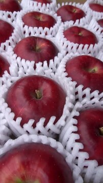 Jonathan Apples Displayed Inside Open Cardboard Box, Japan Autumn Harvest