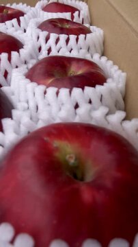 Jonathan Apples Displayed Inside Open Cardboard Box, Japan Autumn Harvest