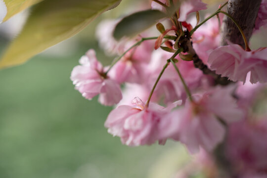 Soft pink petals cluster together on a slender branch during the height of the vibrant spring season