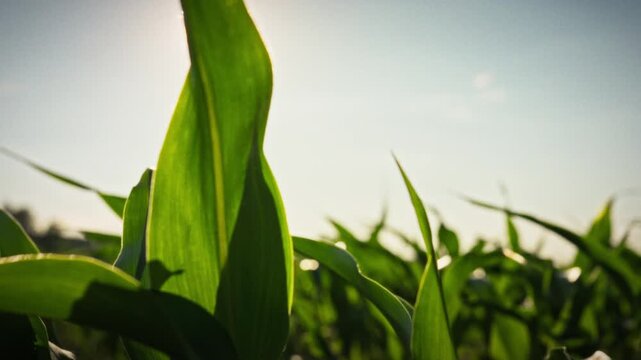 Young, vibrant green corn leaves cover an open field in bright sunlight. The smooth camera movement reveals the scale of the farmland. Conceptual imagery for organic farming