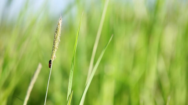 Black and red froghopper sitting on plant in field, light breeze sways plant