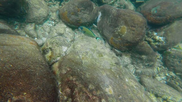 Discover the stunning underwater ecosystem in Thailand, featuring colorful fish and unique rock formations in a tranquil marine environment.