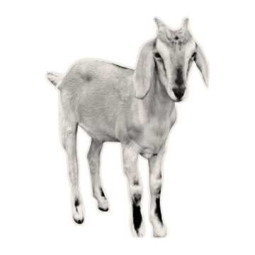 Cutout image of a goat. A mountain animal, a cutout element for scrapbooking or a collage. Goat sticker in a halftone style.
