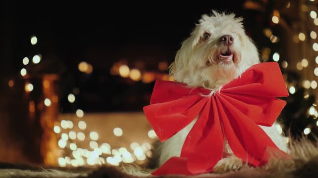 A cute maltese dog with a big red bow around its neck wags its tail on christmas eve.