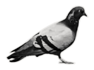 Fototapeta premium Carrier pigeon. Bird sticker on old paper for collages, scrapbooking and poster design. Vector illustration.