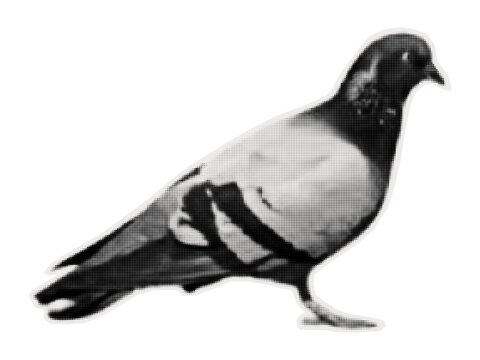 Carrier pigeon. Bird sticker on old paper for collages, scrapbooking and poster design. Vector illustration.