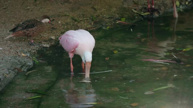 A roseate spoonbill, distinguished by its vibrant pink plumage and unique spoon-shaped bill, wades gracefully through shallow water, its head submerged as it forages for food in slow motion cinematic