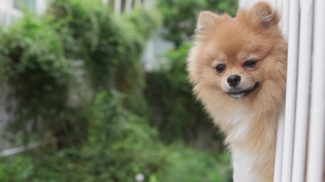 夏の朝の家のベランダで風景を見る可愛いポメラニアンの姿