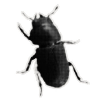 Stag beetle sticker. Collage element cut from old paper. Crawling and flying beetle. Halftone vector.