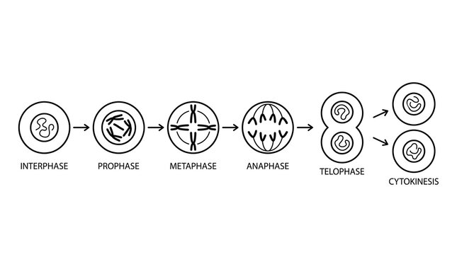 Cell Mitosis Stages Diagram Interphase to Cytokinesis