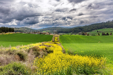 The green grass, wildflowers. © Kushnirov Avraham