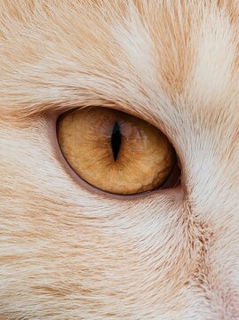 Close-up of a cat's eye. the eye is the focal point of the image, with the iris and pupil clearly visible. the iris is a light brown color with a darker brown iris in the center.