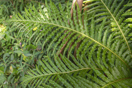 Arching green fern fronds with narrow wavy leaflets and water droplets