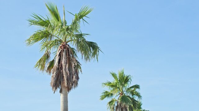 Palm tree leaves blowing in the wind against a clear blue sky
