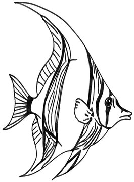 fish vector illustration